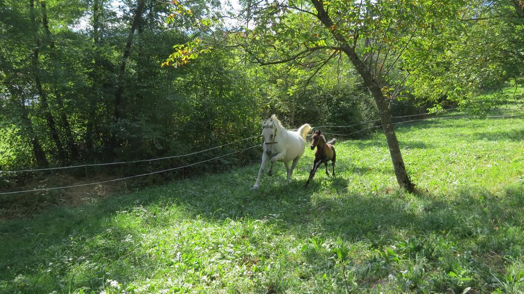 Lipizzaner Lodge Guest House Postojna Buitenkant foto
