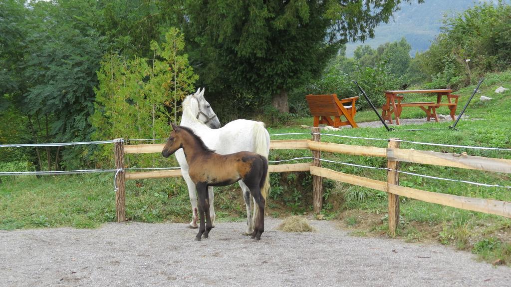 Lipizzaner Lodge Guest House Postojna Buitenkant foto